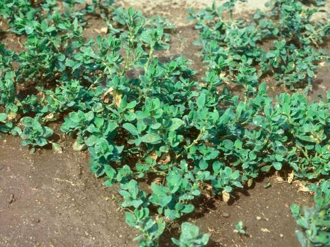 Renouée coriace (Polygonum achoreum)_7