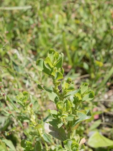 Renouée coriace (Polygonum achoreum)_8