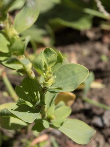 Renouée coriace (Polygonum achoreum)_10