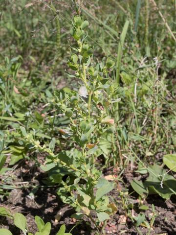 Renouée coriace (Polygonum achoreum)_11