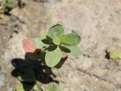 Renouée coriace (Polygonum achoreum)_12