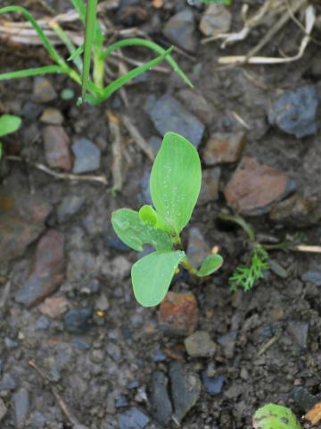 Renouée coriace (Polygonum achoreum)_16