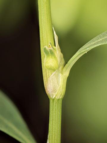 Renouée coriace (Polygonum achoreum)_18