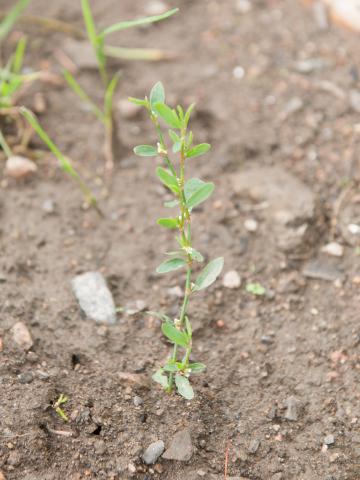 Renouée oiseaux (Polygonum aviculare)_6