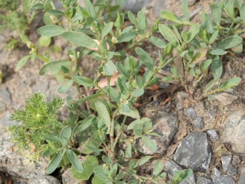 Renouée oiseaux (Polygonum aviculare)_9