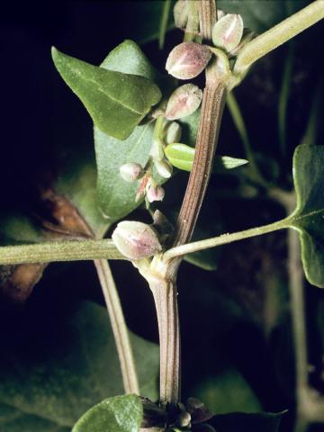 Renouée liseron (Fallopia convolvulus)_3