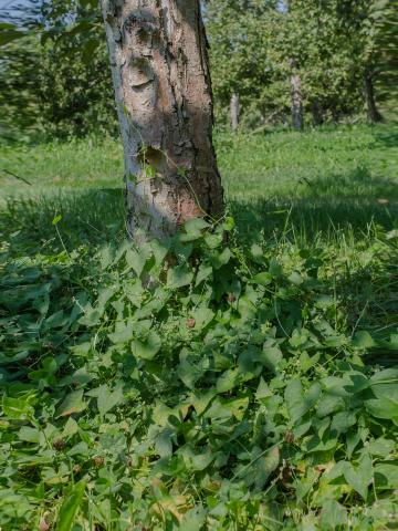 Renouée liseron (Fallopia convolvulus)_6