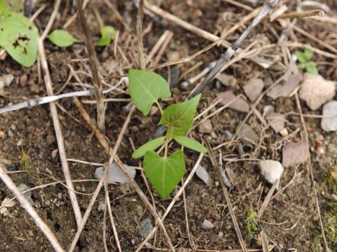 Renouée liseron (Fallopia convolvulus)_11