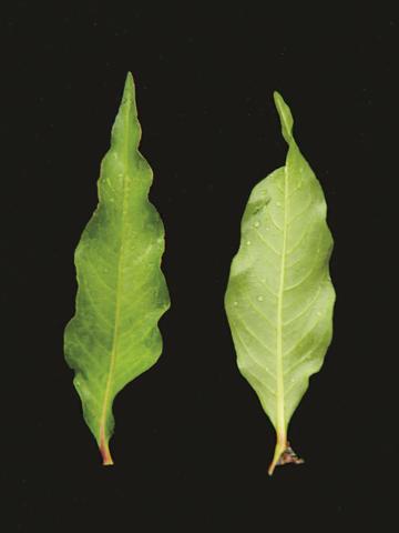 Renouée poivre eau (Persicaria hydropiper)_6