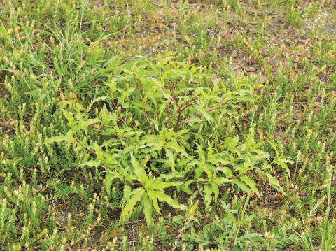 Renouée poivre eau (Persicaria hydropiper)_13