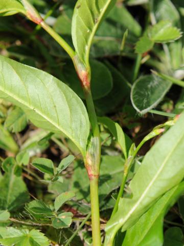 Renouée poivre eau (Persicaria hydropiper)_18