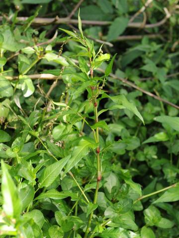 Renouée poivre eau (Persicaria hydropiper)_19