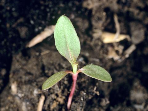 Renouée persicaire (Persicaria maculosa)_1