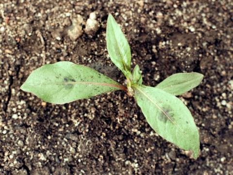 Renouée persicaire (Persicaria maculosa)_2