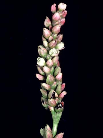 Renouée persicaire (Persicaria maculosa)_4