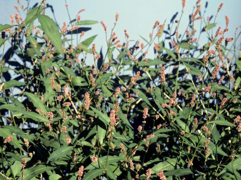 Renouée persicaire (Persicaria maculosa)_5