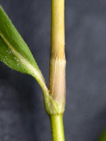 Renouée persicaire (Persicaria maculosa)_8