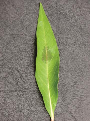 Renouée persicaire (Persicaria maculosa)_11