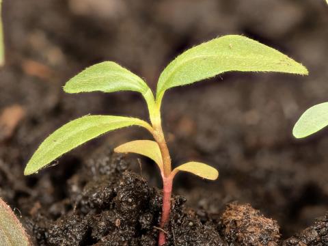 Renouée persicaire (Persicaria maculosa)_14