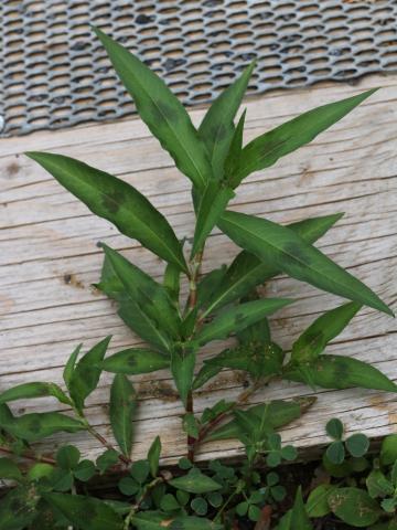 Renouée persicaire (Persicaria maculosa)_15