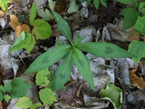 Renouée persicaire (Persicaria maculosa)_16