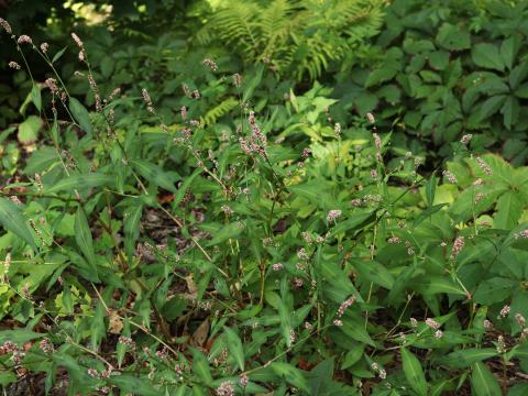 Renouée persicaire (Persicaria maculosa)_18