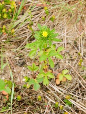 Potentille Norvège (Potentilla norvegica)_6