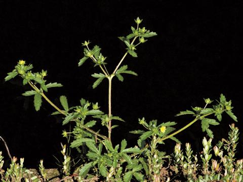 Potentille Norvège (Potentilla norvegica)_8