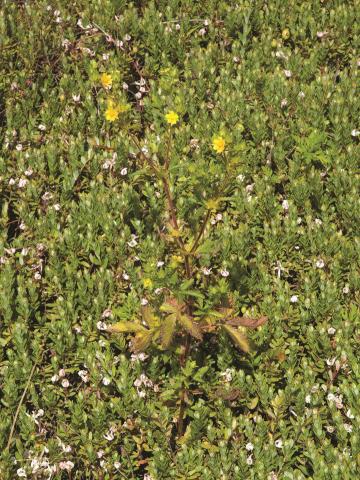 Potentille Norvège (Potentilla norvegica)_11