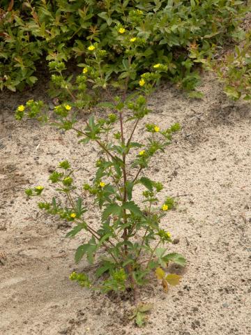 Potentille Norvège (Potentilla norvegica)_13