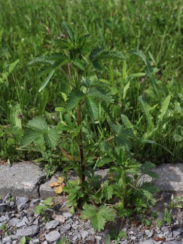 Potentille Norvège (Potentilla norvegica)_19