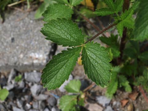 Potentille Norvège (Potentilla norvegica)_20