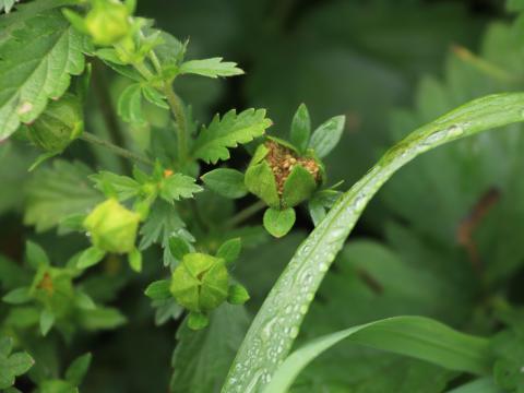 Potentille Norvège (Potentilla norvegica)_23