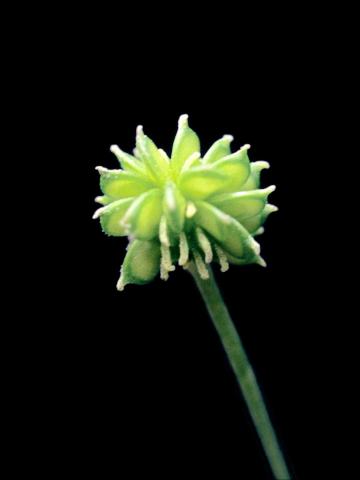 Renoncule rampante (Ranunculus repens)_5