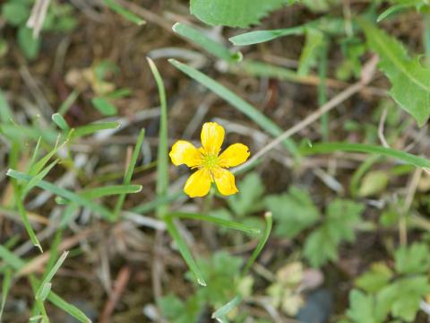 Renoncule rampante (Ranunculus repens)_10