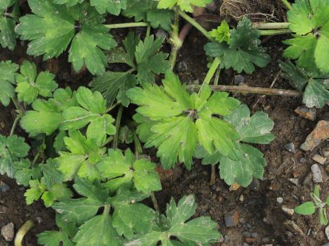 Renoncule rampante (Ranunculus repens)_14