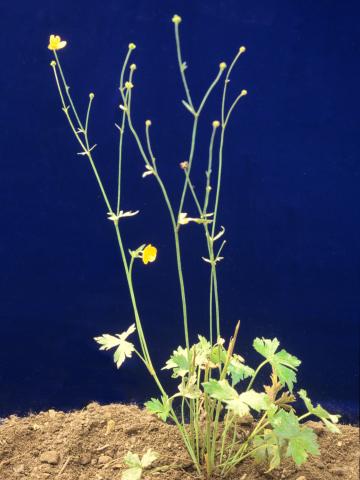 Renoncule âcre (Ranunculus acris)_2