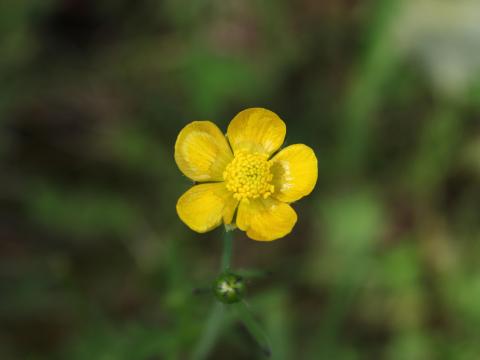 Renoncule âcre (Ranunculus acris)_13