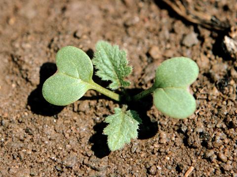 Radis sauvage (Raphanus raphanistrum)_1