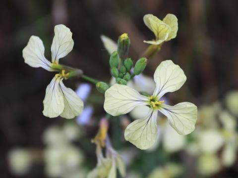 Radis sauvage (Raphanus raphanistrum)_17