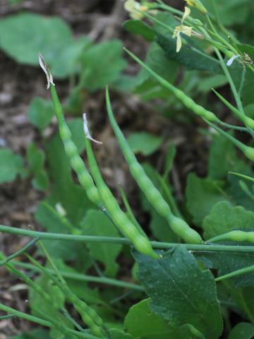 Radis sauvage (Raphanus raphanistrum)_19