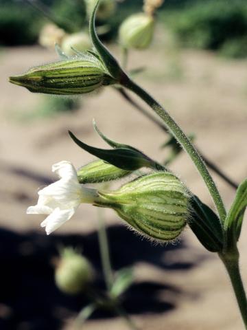 Lychnide blanche (Silene latifolia)_5