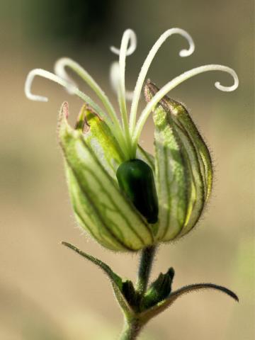 Lychnide blanche (Silene latifolia)_6