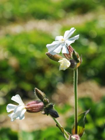 Lychnide blanche (Silene latifolia)_9