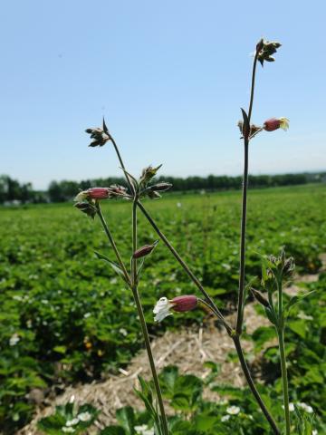 Lychnide blanche (Silene latifolia)_15