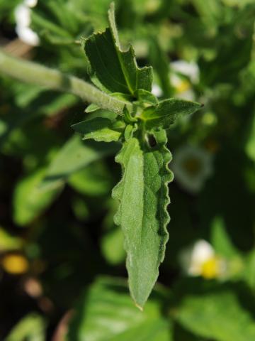 Lychnide blanche (Silene latifolia)_17