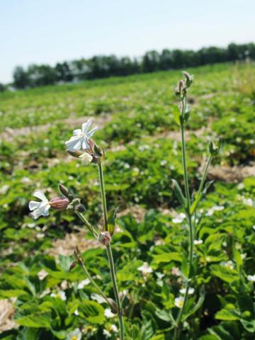 Lychnide blanche (Silene latifolia)_20