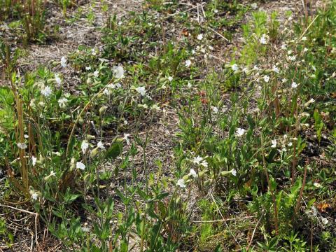 Lychnide blanche (Silene latifolia)_22