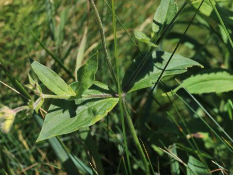 Lychnide blanche (Silene latifolia)_26