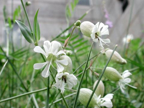 Silene enflé (Silene vulgaris)_5